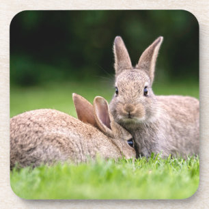 Niedliche Kleintiere Wilde Bunny Rabbits Getränkeuntersetzer