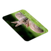 Niedliche Kleintiere | Wilde Bunny Rabbits Magnet (Rechte Seite)