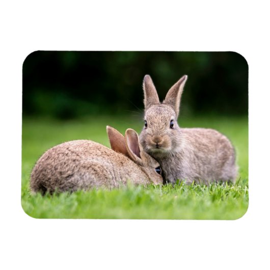 Niedliche Kleintiere | Wilde Bunny Rabbits Magnet (Horizontal)