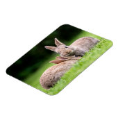 Niedliche Kleintiere | Wilde Bunny Rabbits Magnet (Linke Seite)