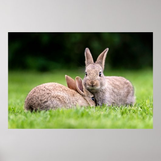 Niedliche Kleintiere | Wilde Bunny Rabbits Poster (Vorne)
