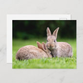 Niedliche Kleintiere | Wilde Bunny Rabbits Postkarte (Vorne/Hinten)