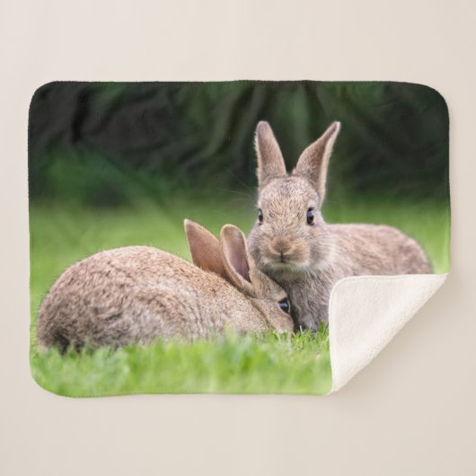 Niedliche Kleintiere | Wilde Bunny Rabbits Sherpadecke (Vorderseite (Horizontal))