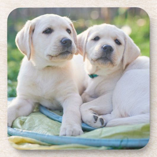 Niedliche Kleintiere | Yellow Labrador Retrievers Getränkeuntersetzer (Vorderseite)