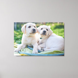 Niedliche Kleintiere Yellow Labrador Retrievers Leinwanddruck