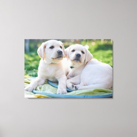 Niedliche Kleintiere | Yellow Labrador Retrievers Leinwanddruck (Vorderseite)