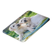 Niedliche Kleintiere | Yellow Labrador Retrievers Magnet (Linke Seite)