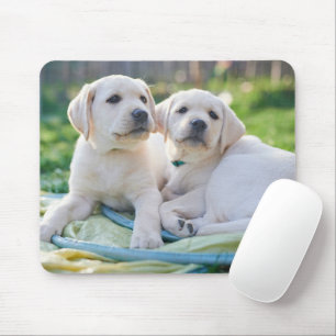 Niedliche Kleintiere   Yellow Labrador Retrievers Mousepad
