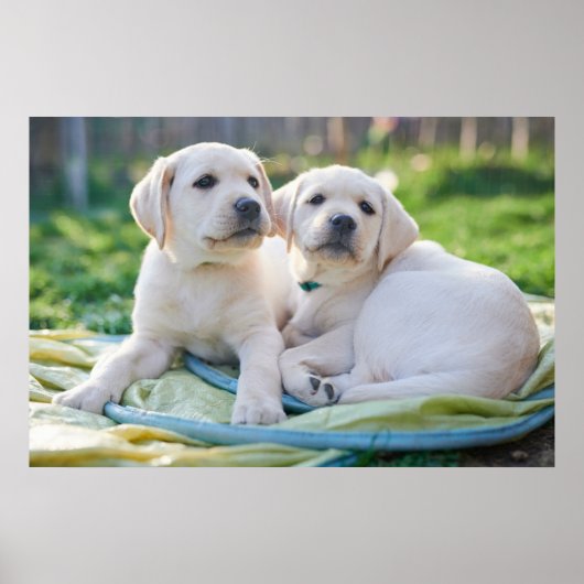 Niedliche Kleintiere | Yellow Labrador Retrievers Poster (Vorne)