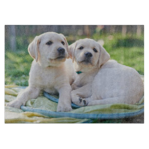 Niedliche Kleintiere   Yellow Labrador Retrievers Schneidebrett