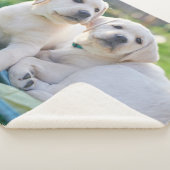 Niedliche Kleintiere | Yellow Labrador Retrievers Sherpadecke (3/4)