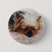 Niedliche Kleintiere | Yorkshire Terrier Button (Vorderseite)