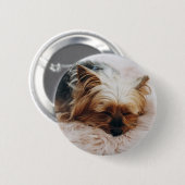 Niedliche Kleintiere | Yorkshire Terrier Button (Vorne & Hinten)