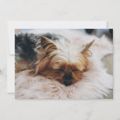 Niedliche Kleintiere | Yorkshire Terrier Dankeskarte (Vorderseite)