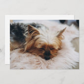 Niedliche Kleintiere | Yorkshire Terrier Dankeskarte (Vorne/Hinten)