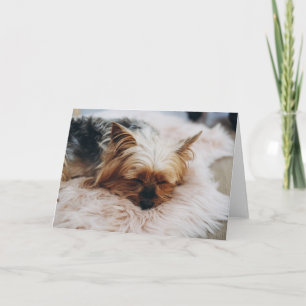 Niedliche Kleintiere Yorkshire Terrier Karte