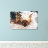 Niedliche Kleintiere | Yorkshire Terrier Leinwanddruck (Insitu (Holzboden))