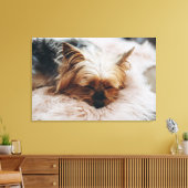 Niedliche Kleintiere | Yorkshire Terrier Leinwanddruck (Insitu (Wohnzimmer))