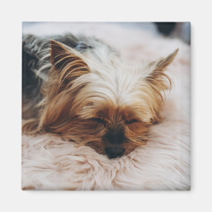 Niedliche Kleintiere   Yorkshire Terrier Magnet