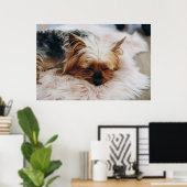 Niedliche Kleintiere | Yorkshire Terrier Poster (Heimbüro)
