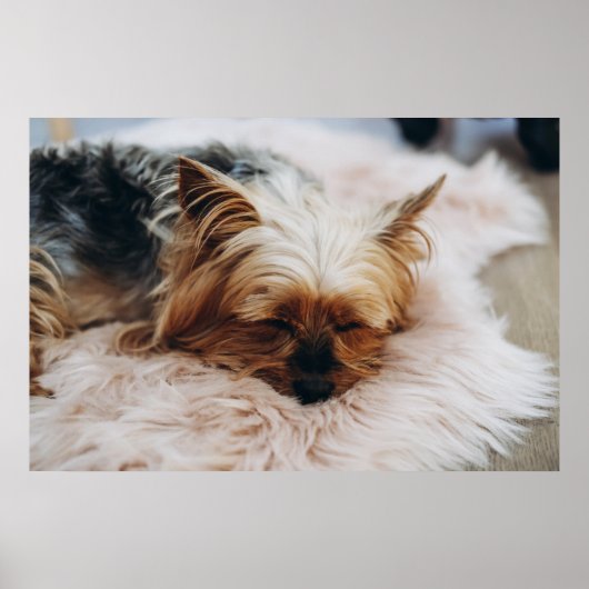 Niedliche Kleintiere | Yorkshire Terrier Poster (Vorne)