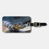 Niedliche Kleintiere | Young Alligator Gepäckanhänger (Vorderseite horizontal)