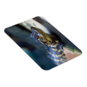 Niedliche Kleintiere | Young Alligator Magnet (Rechte Seite)