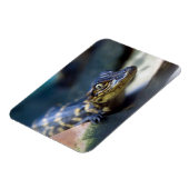 Niedliche Kleintiere | Young Alligator Magnet (Linke Seite)