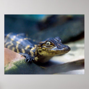 Niedliche Kleintiere   Young Alligator Poster