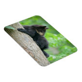 Niedliche Kleintiere | Young Black Bar Cub Magnet (Rechte Seite)