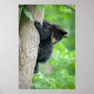 Niedliche Kleintiere Young Black Bar Cub Poster