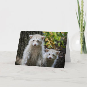 Niedliche Kleintiere Young Blonde Raccoons Karte