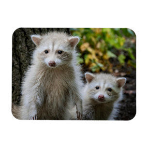 Niedliche Kleintiere   Young Blonde Raccoons Magnet