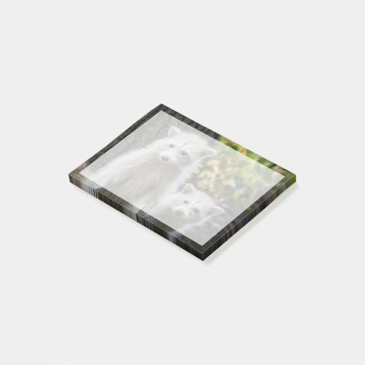 Niedliche Kleintiere | Young Blonde Raccoons Post-it Klebezettel (angewinkelt)