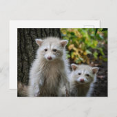 Niedliche Kleintiere | Young Blonde Raccoons Postkarte (Vorne/Hinten)