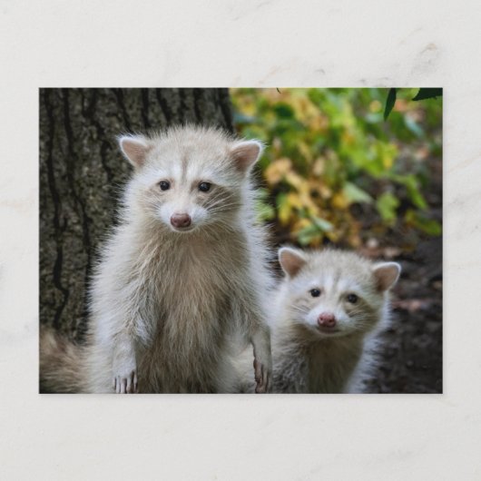Niedliche Kleintiere | Young Blonde Raccoons Postkarte (Vorderseite)