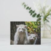 Niedliche Kleintiere | Young Blonde Raccoons Postkarte (Stehend Vorderseite)