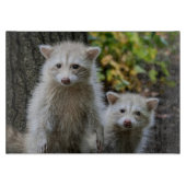 Niedliche Kleintiere | Young Blonde Raccoons Schneidebrett (Vorderseite)