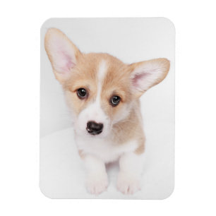 Niedliche Kleintiere Young Corgi Puppy Magnet
