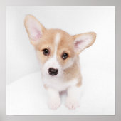 Niedliche Kleintiere | Young Corgi Puppy Poster (Vorne)