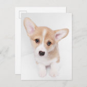 Niedliche Kleintiere | Young Corgi Puppy Postkarte (Vorne/Hinten)