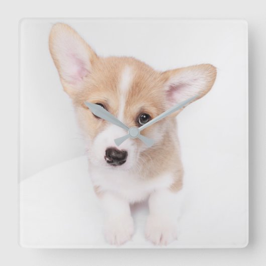 Niedliche Kleintiere | Young Corgi Puppy Quadratische Wanduhr (Vorderseite)