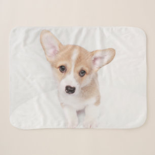 Niedliche Kleintiere   Young Corgi Puppy Sherpadecke