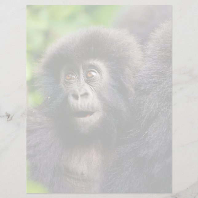 Niedliche Kleintiere | Young Mountain Gorilla (Vorderseite)