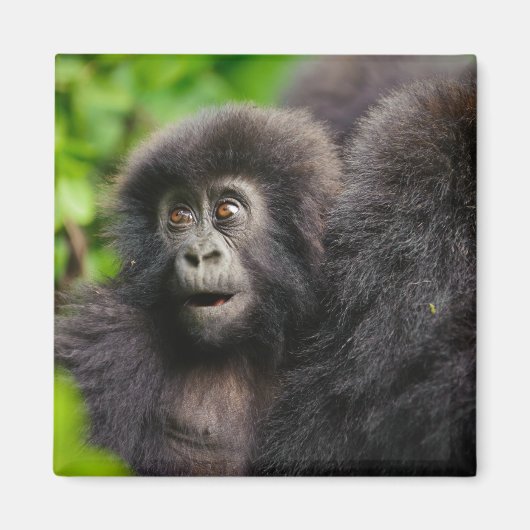 Niedliche Kleintiere | Young Mountain Gorilla Magnet (Vorne)