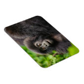 Niedliche Kleintiere | Young Mountain Gorilla Magnet (Rechte Seite)