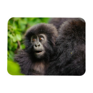 Niedliche Kleintiere Young Mountain Gorilla Magnet