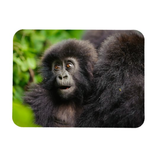 Niedliche Kleintiere | Young Mountain Gorilla Magnet (Horizontal)