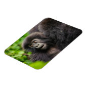 Niedliche Kleintiere | Young Mountain Gorilla Magnet (Linke Seite)
