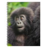Niedliche Kleintiere | Young Mountain Gorilla Notizblock (Vorderseite)